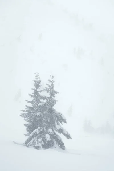 Téli Háttér Havas Természet Lucfenyő Fák Egy Ködös Völgyben — Stock Fotó