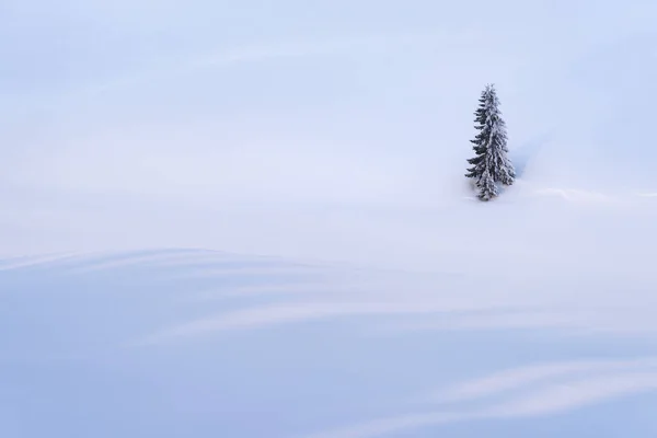 Vinter Bakgrund Med Snö Täckta Grantree Snöiga Sluttning — Stockfoto