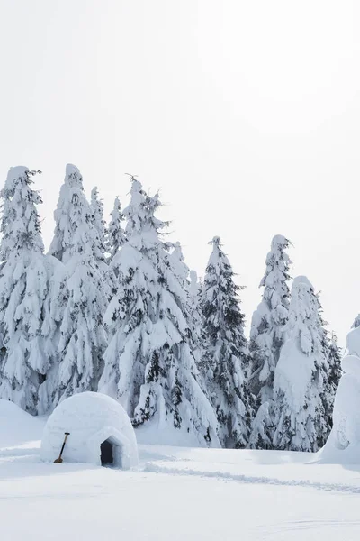 Pamuk Prenses Kışın Çam Ormanı Barınak Turistlere Kışın Kar Üzerinden — Stok fotoğraf