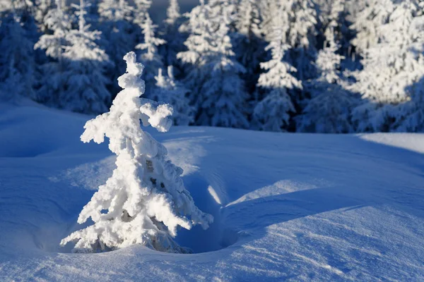 美丽的雪冬天在山森林 小云杉覆盖着白霜 阳光寒冷的天气 — 图库照片