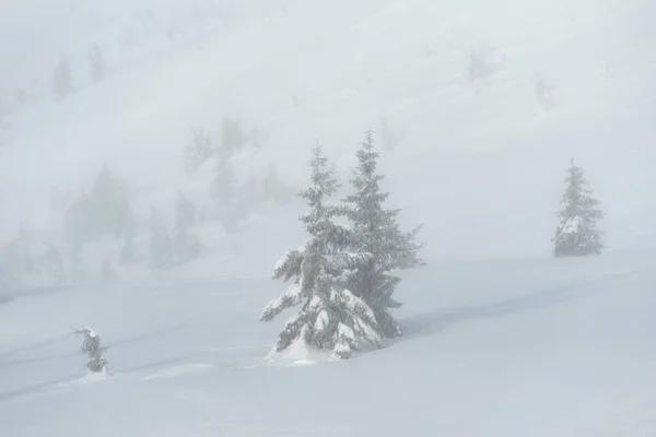 Schneesturm Einem Bergtal Winterlandschaft Mit Tannen Nebel — Stockfoto