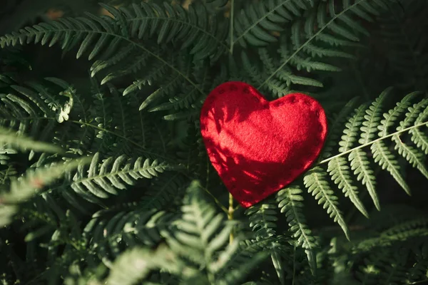 Piros Szív Szimbóluma Szeretet Zöld Levelek Páfrány Valentin Napi Ünnepi — Stock Fotó