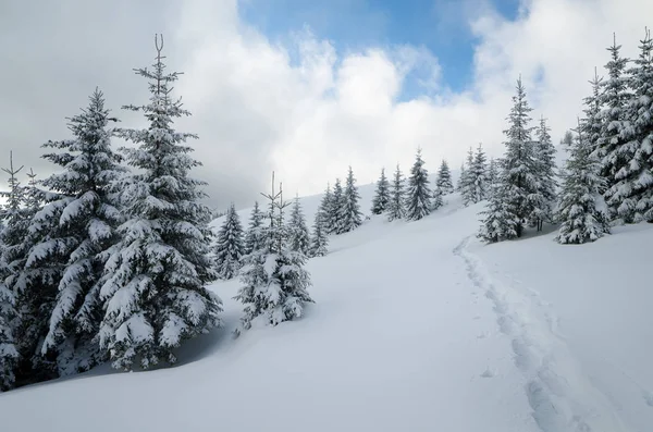 Karlı Köknar Ormanları Nda Bir Yamaca Patika Karda Bulutlu Kış — Stok fotoğraf