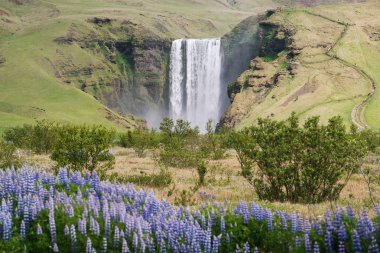 Skogafoss şelale acı bakla çiçek açmış. İzlanda'daki yaz manzara. Ünlü doğal görünümü. Güneşli havalarda