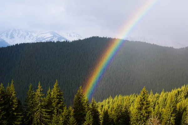 Landscape with a rainbow. Spring in the mountains. Sunny day. Spruce forest on the hillsides