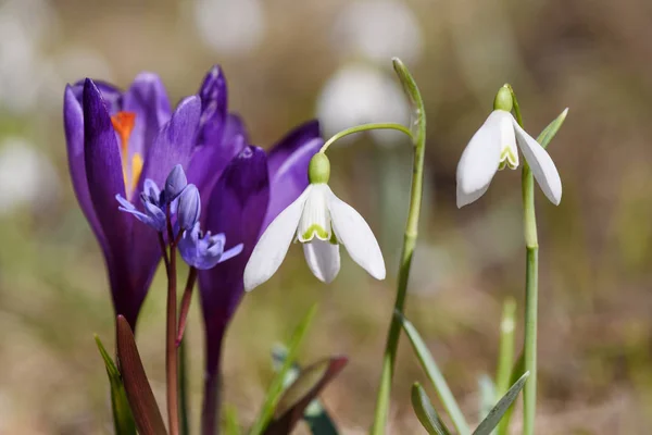 Πρώτα Λουλούδια Της Άνοιξης Snowdrops Κρόκοι Και Primroses Ζεστό Ανοιξιάτικο — Φωτογραφία Αρχείου