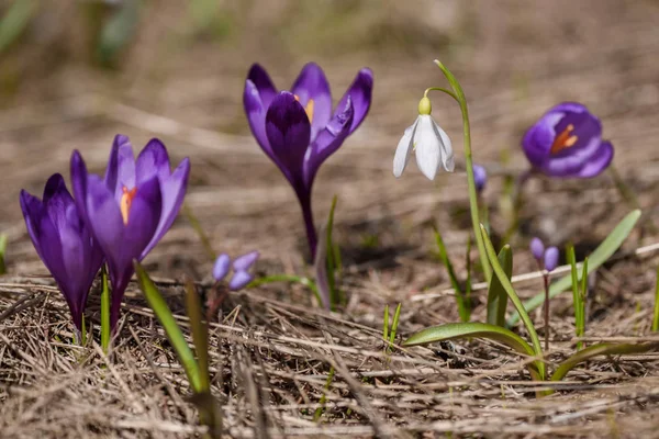 Pierwsze Wiosenne Kwiaty Przebiśniegi Krokusy Pierwiosnków Ciepły Wiosenna Pogoda Słoneczny — Zdjęcie stockowe