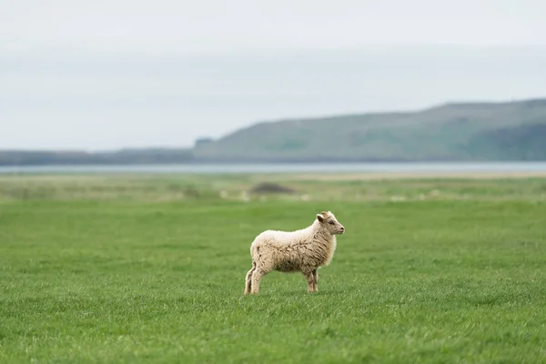 Moutons islandais dans un pâturage — Photo