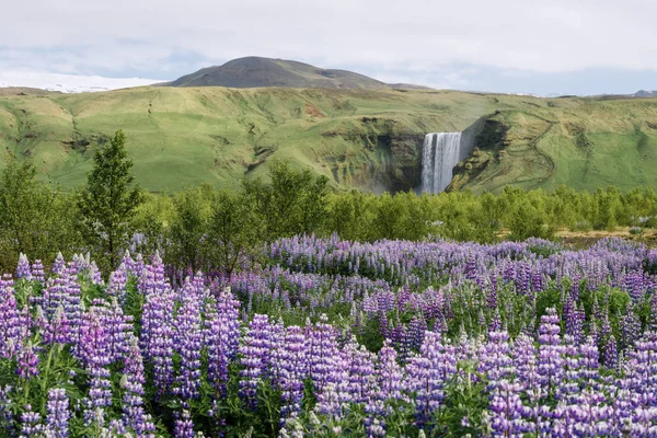 Cascada de Skogafoss y altramuz floreciente, Islandia —  Fotos de Stock