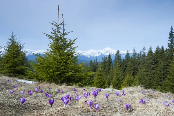 Spring flowers in the mountains — Stock Photo, Image