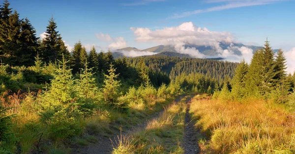 Mountain road in the forest Royalty Free Stock Photos