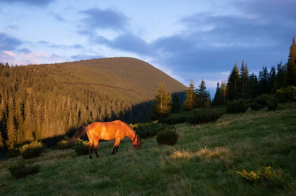 Cavalo pastando nas montanhas — Fotografia de Stock