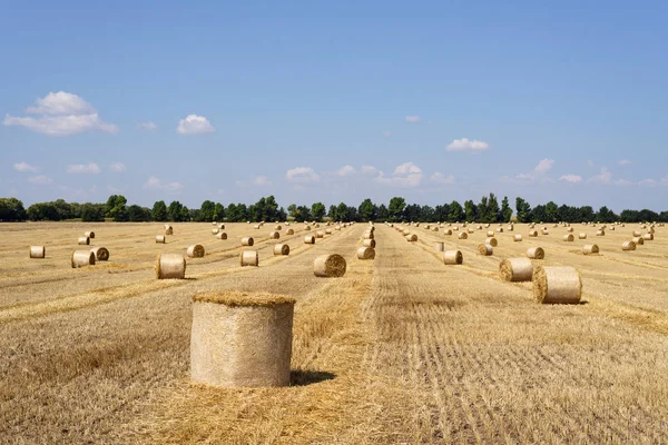 Campo de colheita de trigo — Fotografia de Stock
