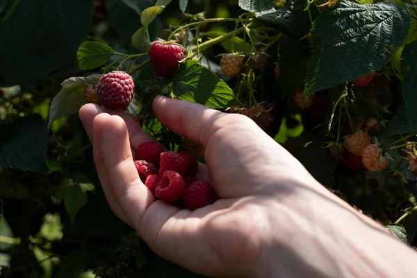 Harvesting raspberry in the garden — Stock Photo, Image