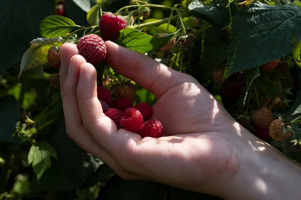 Harvesting raspberry in the garden — Stock Photo, Image