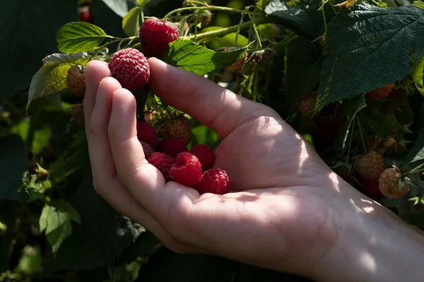 Cosecha de frambuesa en el jardín — Foto de Stock