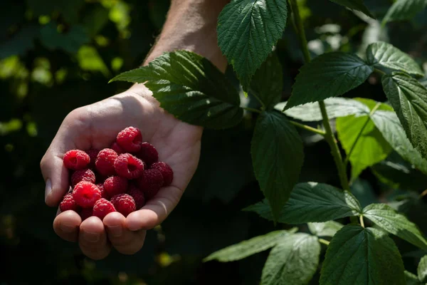 A handful of raspberries — Stock Photo, Image