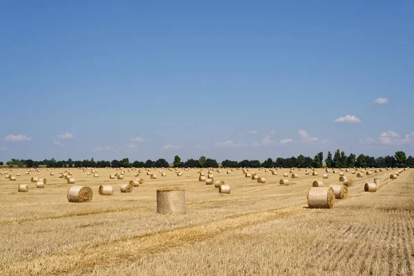Сбор пшеницы на поле — стоковое фото