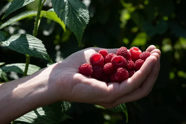 Handful of raspberries in a rural garden — Stock Photo, Image