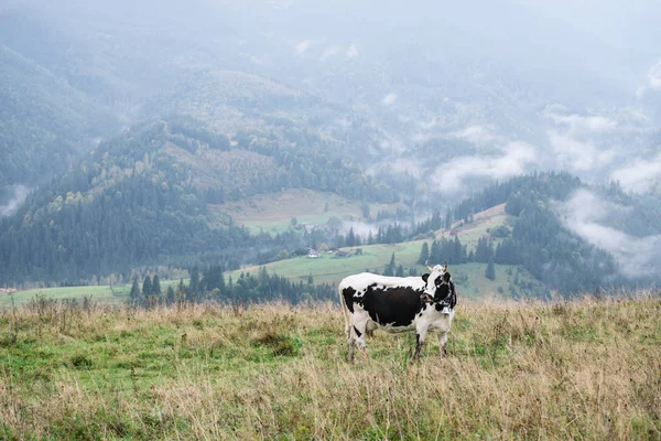 Vaca manchada en un pasto de montaña — Foto de Stock