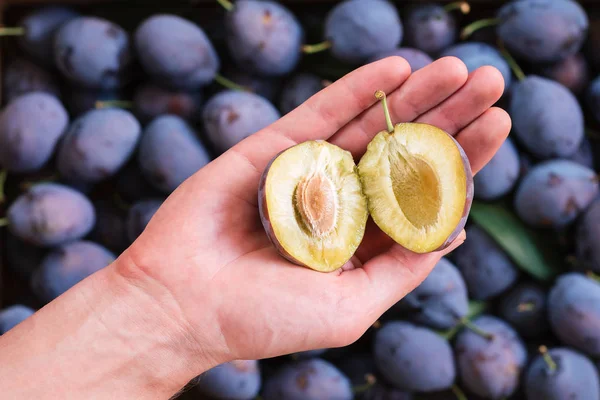 Ev bahçesinde hasat erik