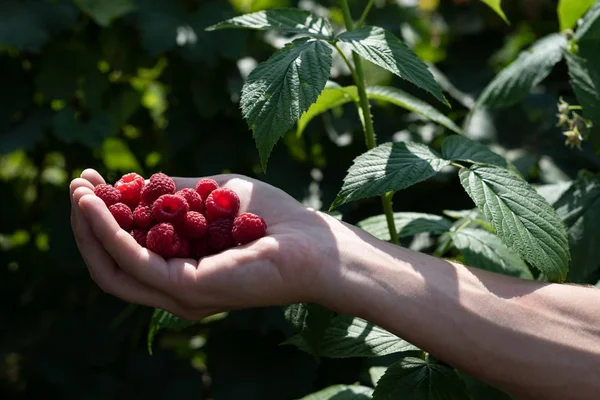 Harvesting raspberries in the home garden — Stock Photo, Image