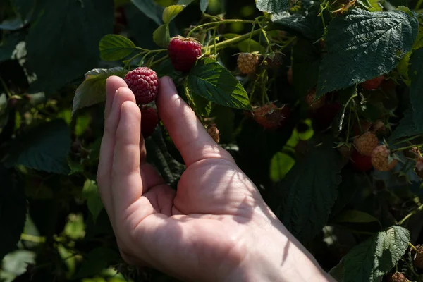 Harvesting raspberries in the home garden — Stock Photo, Image