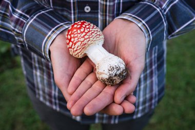 Amanita muscaria (kırmızı sinek agaric) - zehirli orman mantarı