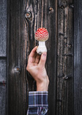 Kırmızı sinek agaric (amanita muscaria) - sonbahar sembolü