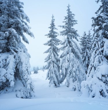 Dağlarda kış karlı orman