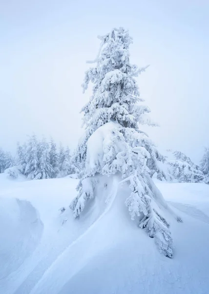 Świerk śnieżny w snowdrift — Zdjęcie stockowe