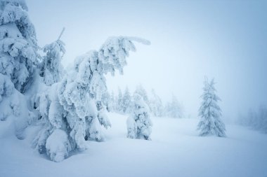 Fairytale winter forest in the snow clipart