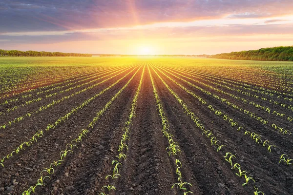 Feld Mit Reihen Von Jungmais Morgen Ländliche Landschaft — Stockfoto