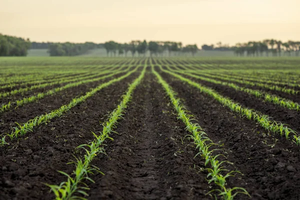 Maisfeld Defokus Natürlicher Hintergrund Für Landwirtschaftliche Gestaltung — Stockfoto