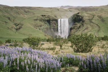Skogafoss Şelalesi İzlanda 'nın Yaz Arazisi' nde Açan Lupine Çiçekleriyle Dolu Bir Vadinin Arkasında