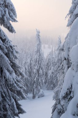 Karla kaplı kış ormanı soğuk sabah sisi ile çevrili firavun ağaçları.