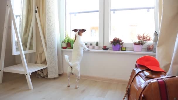 Cão Doméstico Bonito Olhando Através Janela — Vídeo de Stock