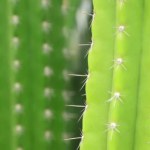 Vergrote weergave op succulente cactus