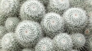 Etli Cactus yakından görmek
