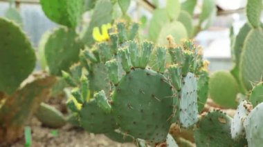 Etli Cactus yakından görmek
