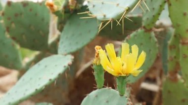 Etli Cactus yakından görmek