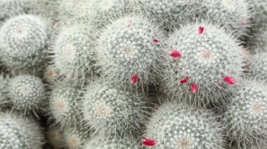 Etli Cactus yakından görmek