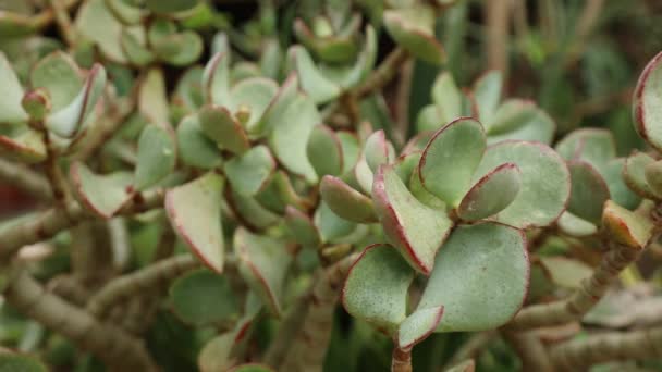 Close-up view at succulent — Stock Video