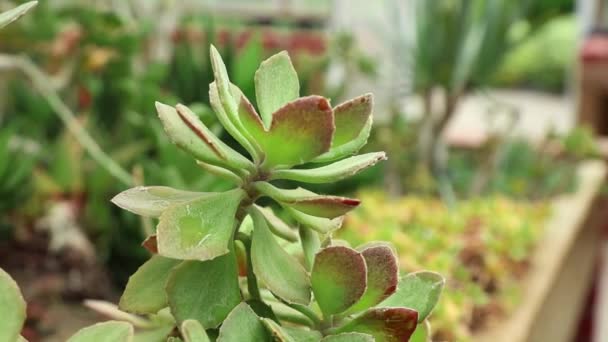 Close-up view at succulent — Stock Video