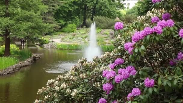 Flores de fuente y flor en el jardín botánico — Vídeo de stock