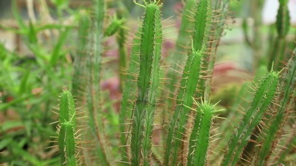 Close-up view at succulent — Stock Video