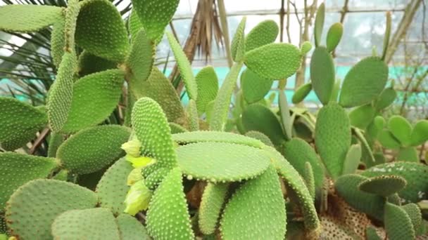 Close-up view at succulent cactus — Stock Video