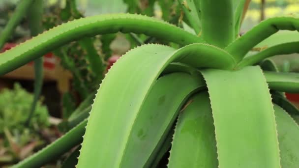 Close-up view at succulent — Stock Video