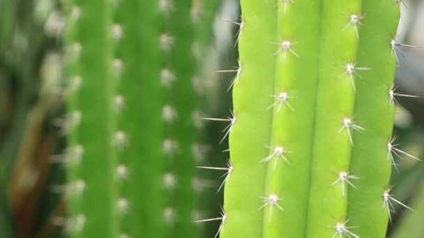 Close-up view at succulent cactus — Free Stock Video