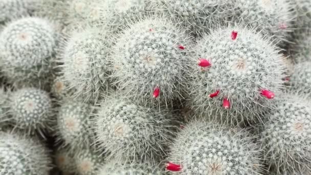 Vista de cerca en cactus suculentos — Vídeo de stock